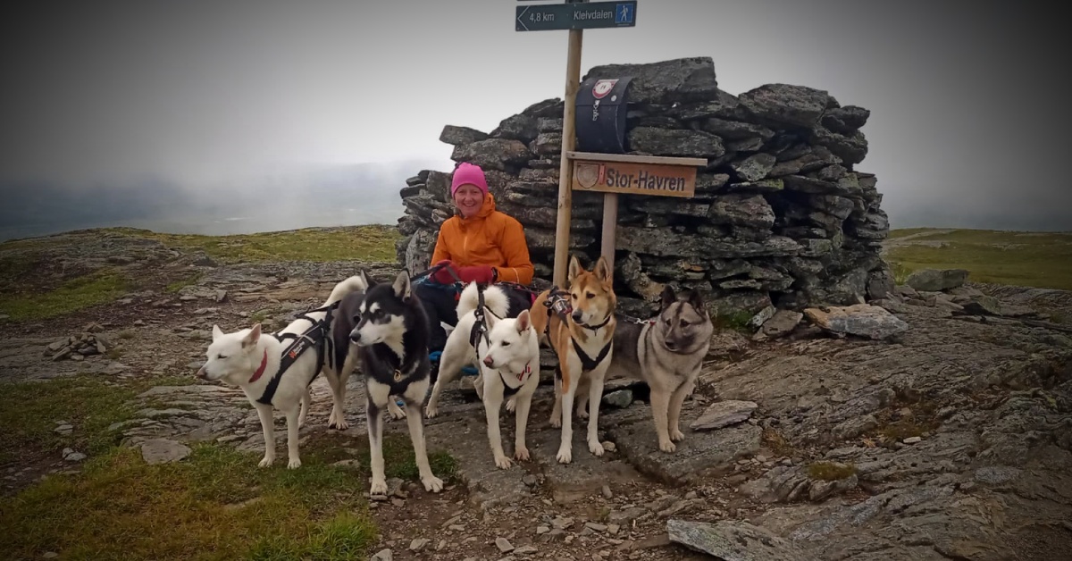 Hvit elghund, bandhund, løshund og jakthundtrening med Inga Berit Lein