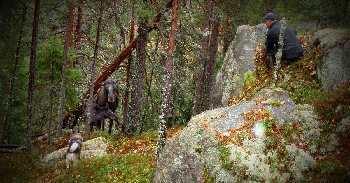 Elgjakt og elghunder med legenden Roger Seigerud