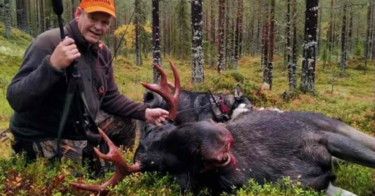 Elghunder, utstilling og elgjakt med Arild Berget