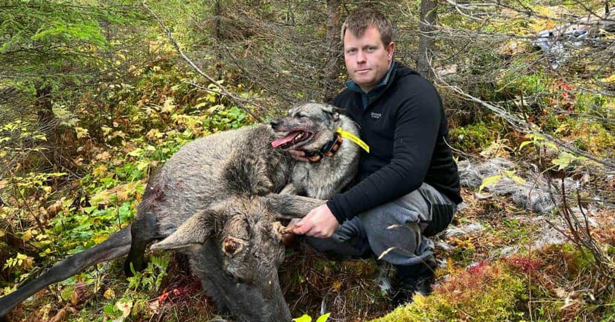 Løshundjakt på elg med Marius Olaussen