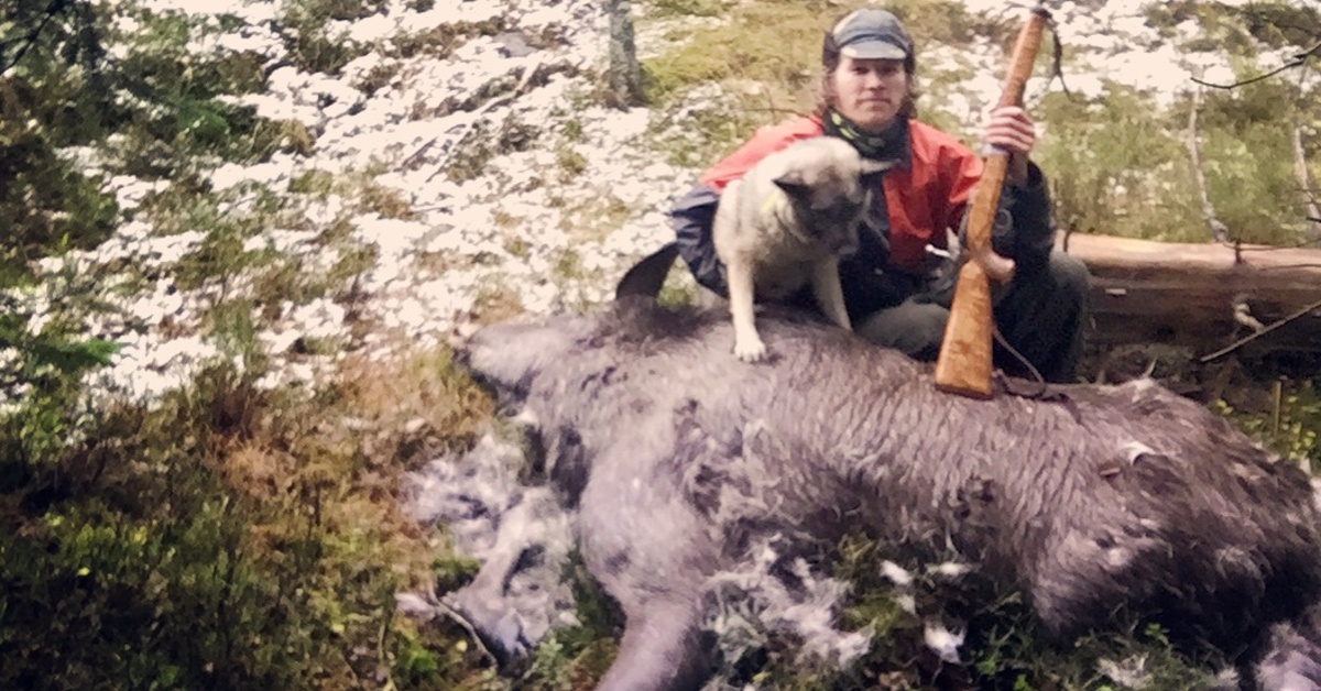 Løshund på hjort og elg med Christoffer Askheim