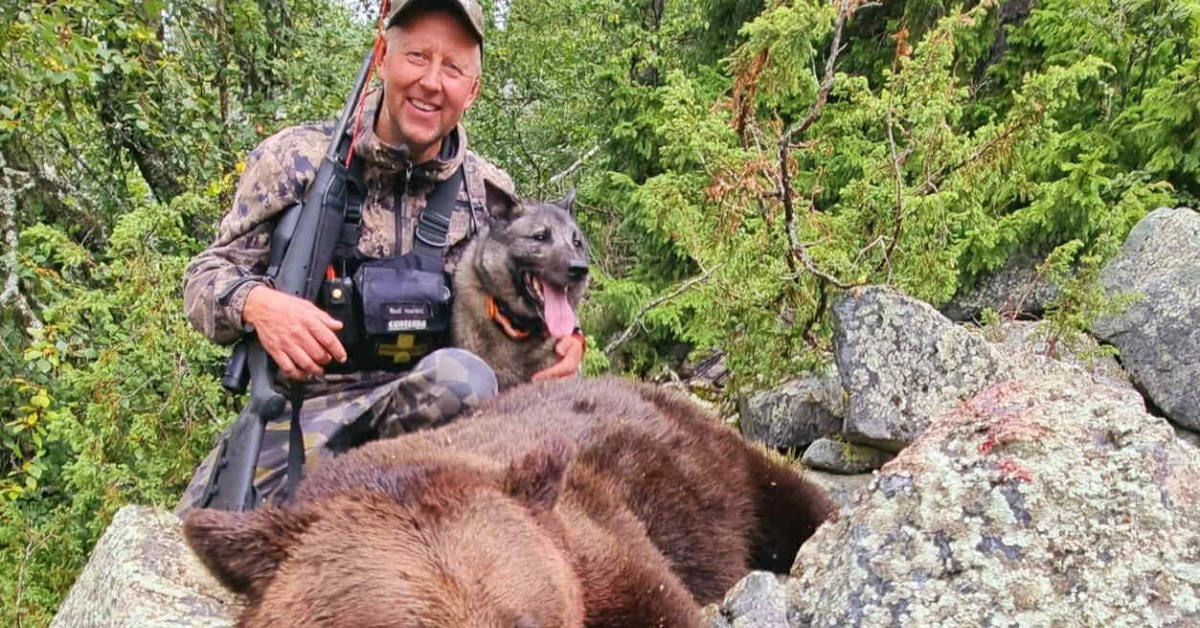 Elg, bjørn og sporarbeid med Rolf Harald “Ruffen” Østmoe