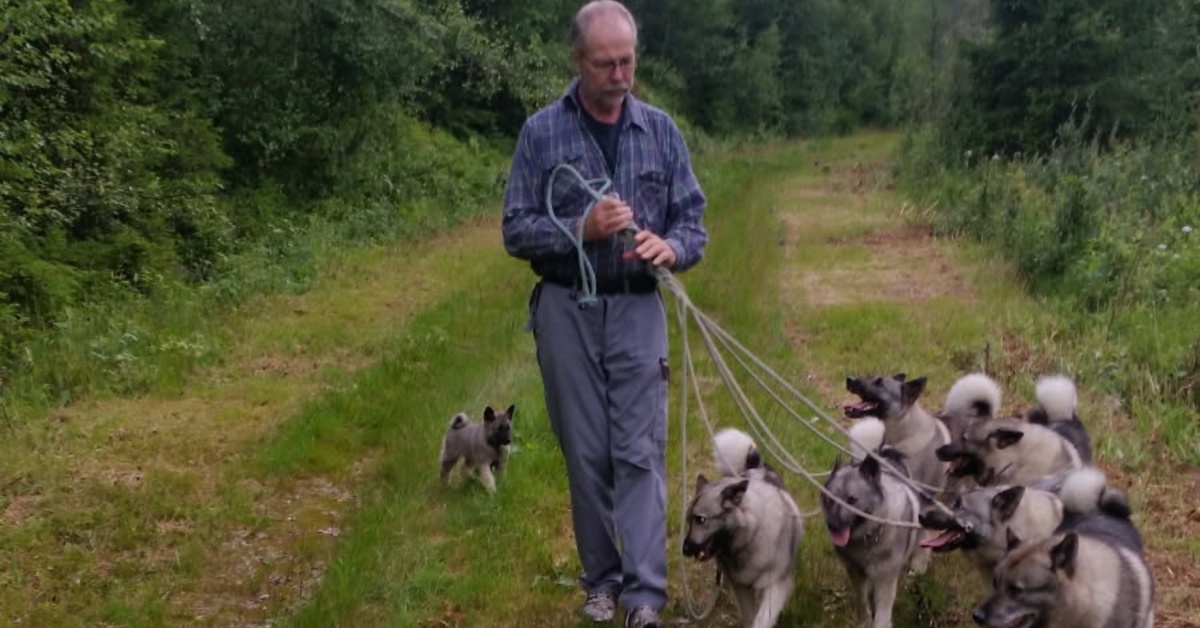 Gausbu, elghunder og elgjakt med Stein Frantzen